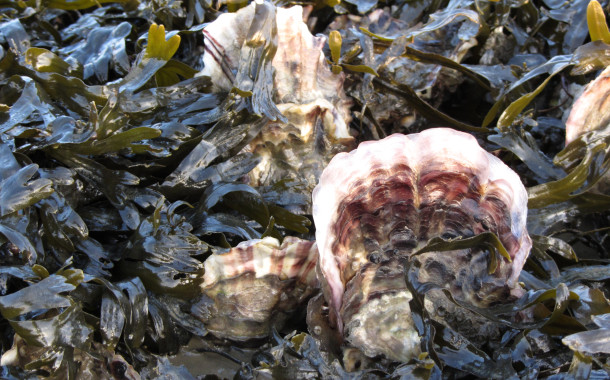 Oysters and seals (7 km)